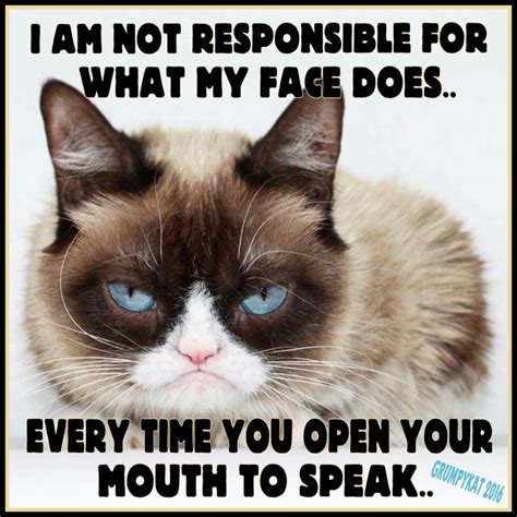 Another Grumpy Cat Meme By The Other Grumpy Kat 2016 Dont Speak