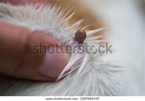 Tick Dogs Fur Stock Photo 1089684599 Shutterstock