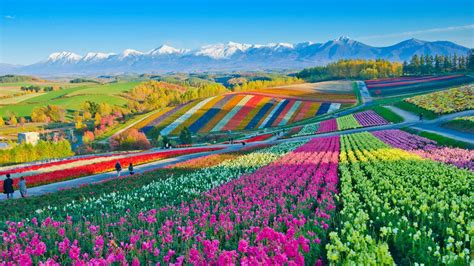 These Flower Fields In Hokkaido Japan Roddlysatisfying