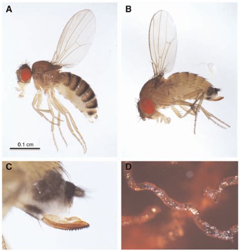 Fly Morphology And Behavior A Female D Melanogaster B Female D Download Scientific
