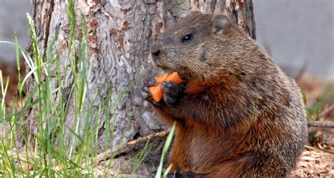5 Natural Ways To Get Rid of Groundhogs - Farmers' Almanac - Plan Your