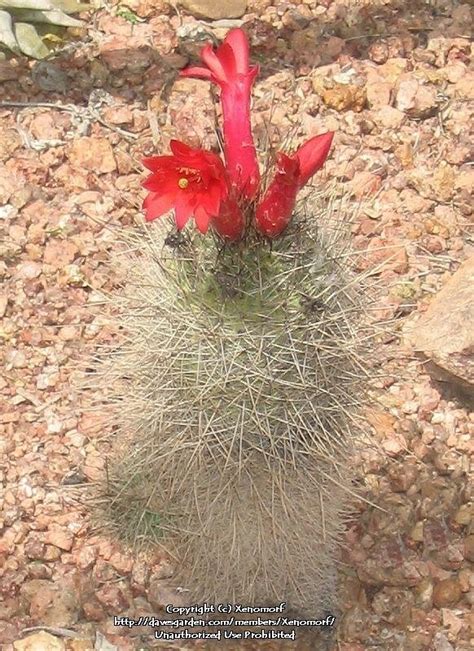 The cactus can grow up to 8 inches (20 cm) in diameter and 23 feet (7 m) tall. PlantFiles Pictures: Oreocereus Species, Achacano ...