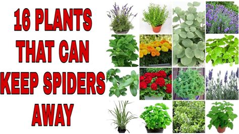 16 Plants That Can Keep Spiders Away In Your Garden Youtube