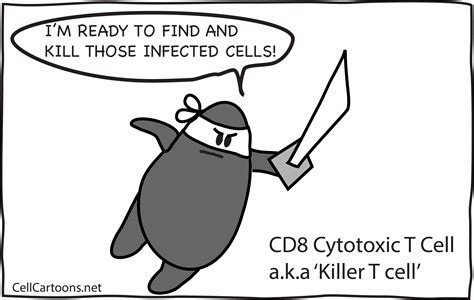Lymphocytes Cell Cartoons