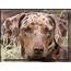 Red Leopard  Catahoula Dog