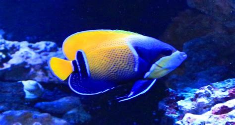 ● animobil ● animals by type ● fish ● 123 fish. Majestic Angelfish - Reef Aquarium