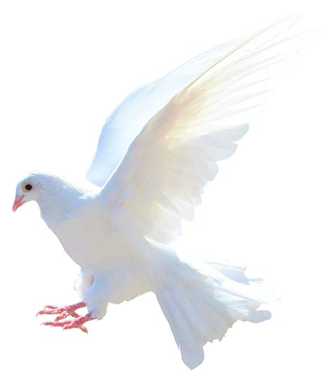 Colombe Images Png Fond Transparent Png Play