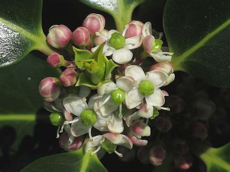 Have You Ever Thought About Holly Flowers Wildlife Insight