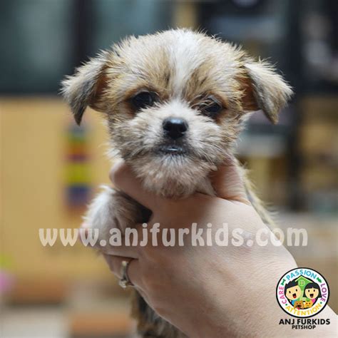 Shih Tzu Silky Terrier Puppy Sold 2 Months Adorable Female Shih