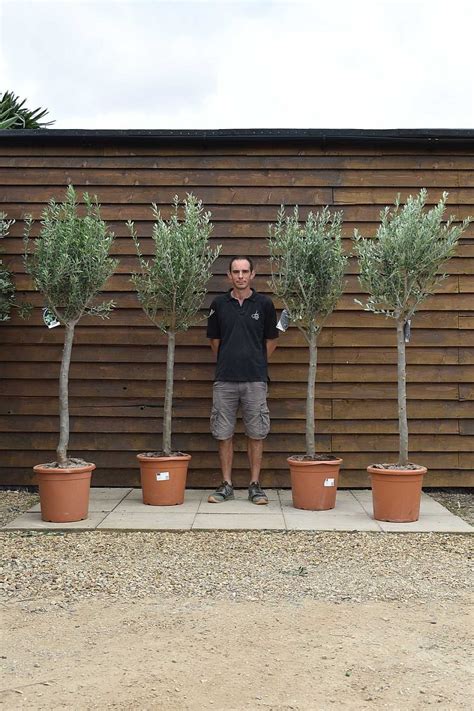 X4 Standard Olive Trees Delivered Price Olive Grove Oundle