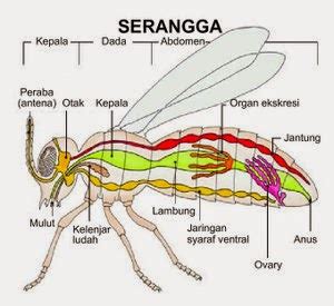 Sistem Pernapasan Pada Serangga Biologi And Scinece