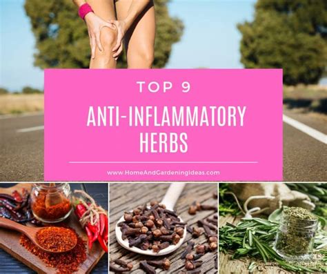 9 Top Anti Inflammatory Herbs Home And Gardening Ideas