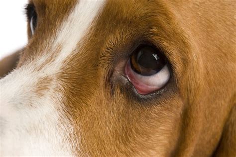 Eye Allergies In Dogs Pets