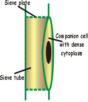 Xylem cells ta.png 600 × 705; How do xylem and phloem cells differ? - Quora