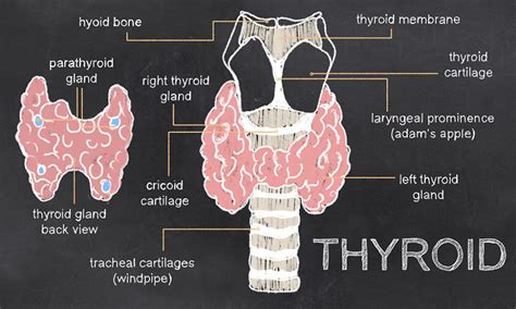 Thyroid position in the neck in front of the trachea (windpipe)the a pyramidal lobe is also often present and it projects upwards from the isthmus as seen in the diagram. Common Thyroid Questions and Answers - Thyroid Advisor