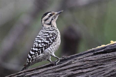 8 Types Of Woodpeckers In Utah Pictures Wildlife Informer Unianimal
