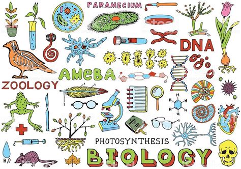 La Fotosíntesis Y La Biología