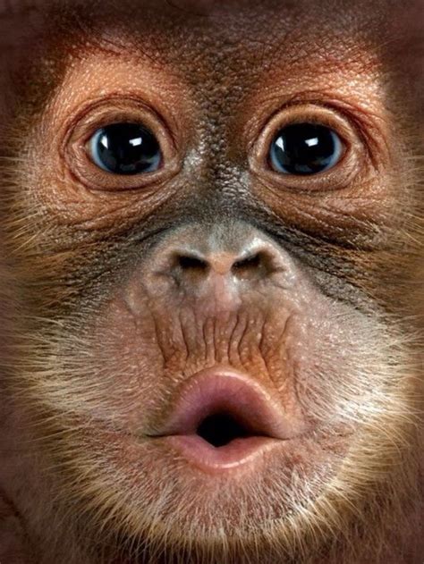 1000 Images About Monkey Seemonkey Do On Pinterest