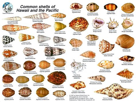 Common Shells Of Hawaii And The Pacific Sea Shells Shells And Sand