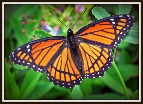 The Viceroy Butterfly A Monarch Mimic Viceroy Butterfly Flickr