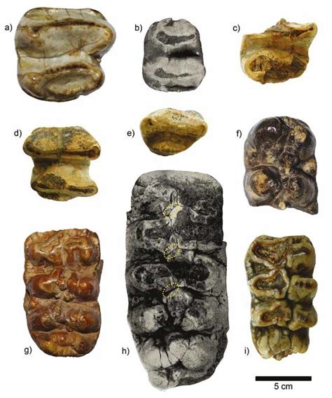 Neogene proboscidean fossils from the vicinity of Kraljevo: M3 dext. of ...