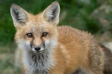 Petition · End Cruel And Unsporting Fox Pens In Virginia ·