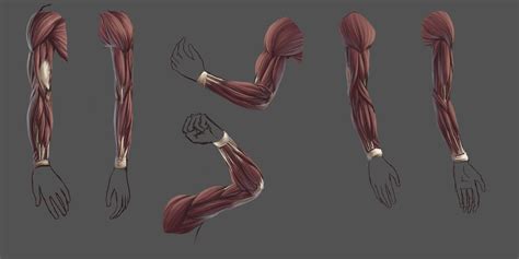 The muscles in the forearm rotate flex and extend the wrist. Drawing for Electronic Media: Bone, Muscle, Skin... and Flex!