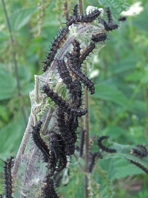 Spiky Black Caterpillars By Fuguestock On Deviantart