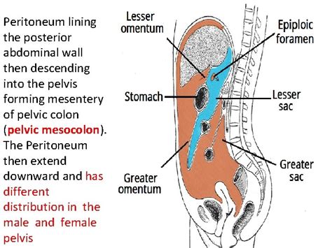 Peritoneum And The Peritoneal Cavity A Thin Membrane