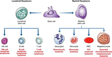 Disorders Of White Blood Cells Obgyn Key Irasutoya Images