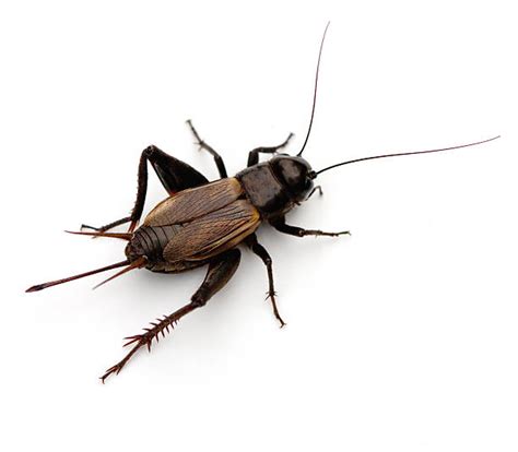 Contents 1 insects 2 theatre 3 sports and games … Cricket Insect Stock Photos, Pictures & Royalty-Free ...