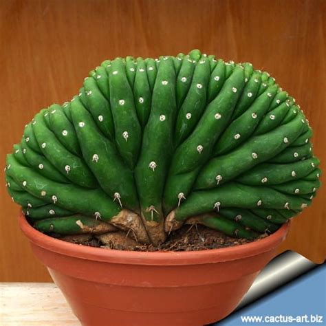 Trichocereus Pachanoi Forma Cristata Succulents In Containers Cacti