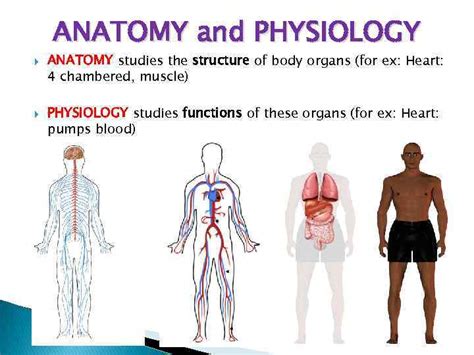 Describe Anatomy And Physiology