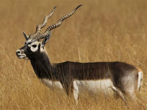 Five Blackbuck Sanctuaries In South India Nativeplanet