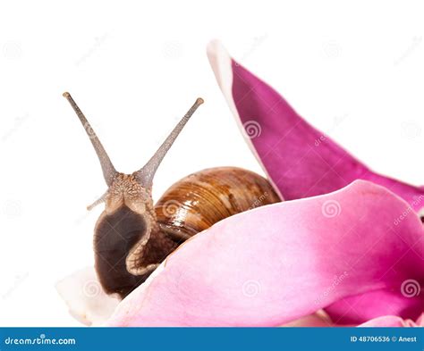 Snail And Flower Stock Photo Image Of Mollusca Antenna 48706536