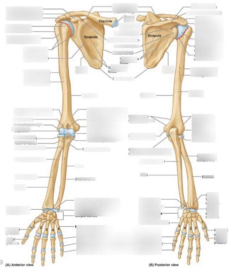 Bones Of Upper Limb Diagram Quizlet