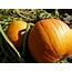 The Spooky Vegan 31 Days Of Halloween Pumpkin Patch Visit