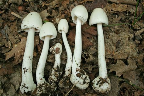 30 Common Mushrooms Found In Ohio Nature Blog Network