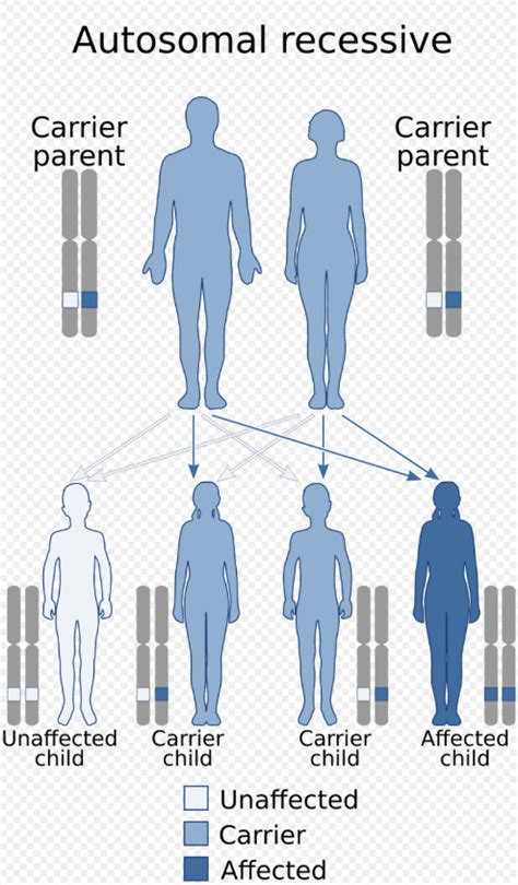 Kostmann Syndrome Encyclopedia Mdpi