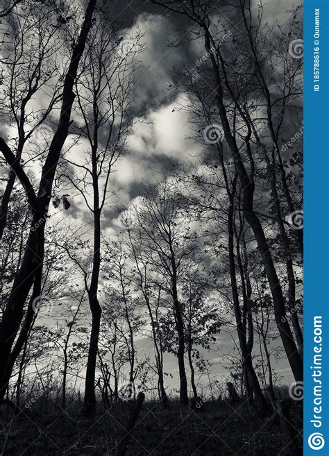 Dark Creepy Forest And Sky Stock Photo Image Of Summer 185788616
