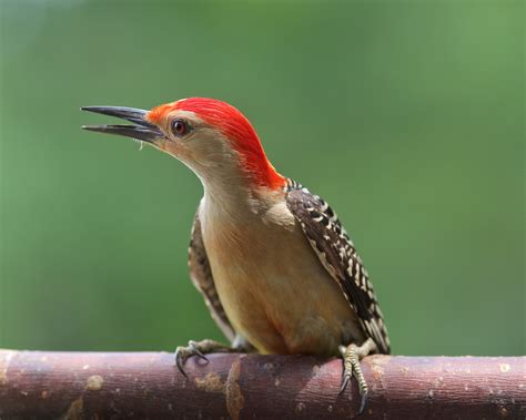 Red Bellied Woodpecker Birdwatching