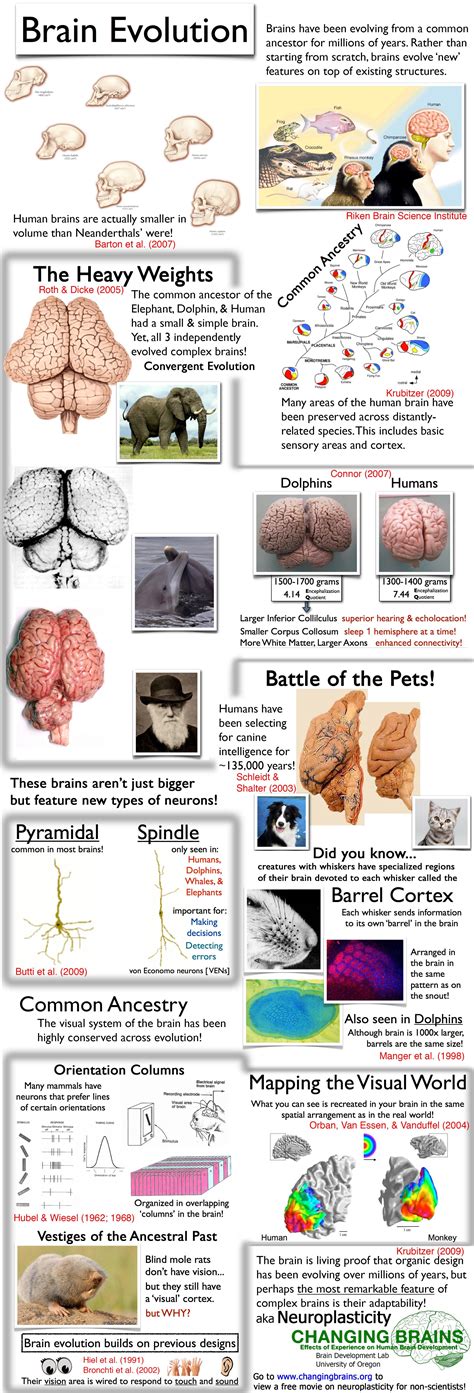 Infographic About The Evolution Of The Brain