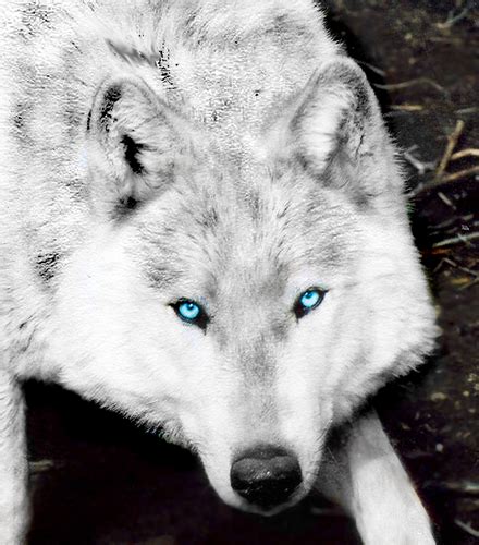 Amazing Wolves Images Amazing Wolf Hd Wallpaper And Background Photos