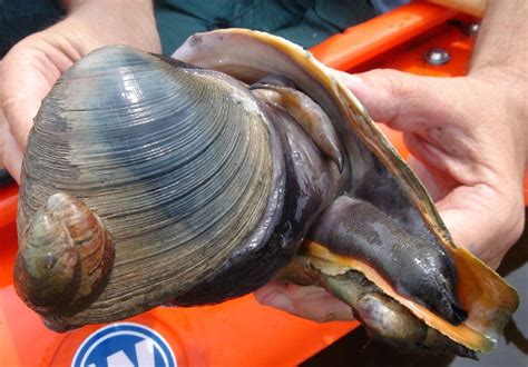 Large Quahog Clam Mercenaria Mercenaria With Attached Slipper Shells