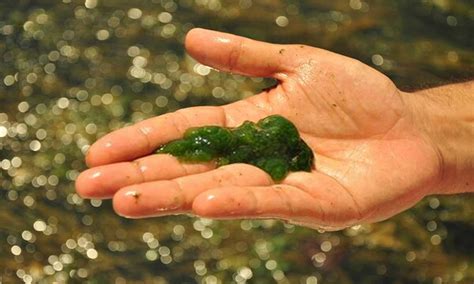 Best Pond Algae Control Methods How To Easily Get Rid Of Pond Algae