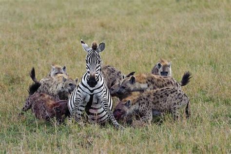 Alluring Planet Hyena Group Hunting Zebra