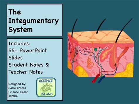Integumentary System Powerpoint Lesson And Notes Skin Power Point