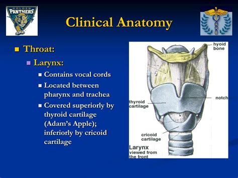 Ppt Face And Related Structures Anatomy Powerpoint Presentation Free