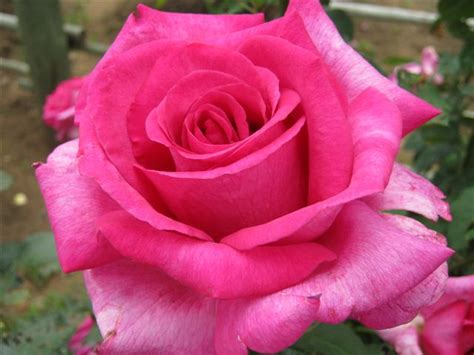 Choose from a curated selection of rose photos. The Top Five Roses in my Garden - Roses and Gardens