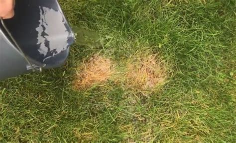 How To Fix Burnt Grass And Dog Urine Spots With This Easy Solution